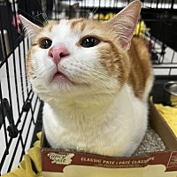 adopt a pet