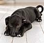 TREAT BOO ~ MEET ME! - Labrador Retriever / German Shepherd Dog available for adoption