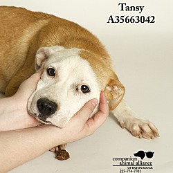 Thumbnail photo of Tansy #4