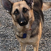 Imminent Danger German Shepherd Rescue Maine Chapter In Portland Maine