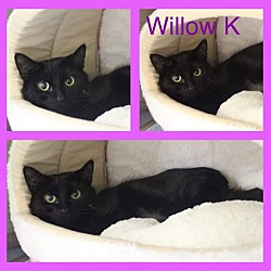 Photo of Willow K