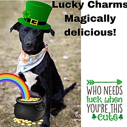 Thumbnail photo of Lucky Charms #4