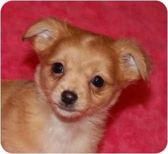 yorkie rat terrier mix puppy