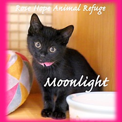 Thumbnail photo of Catbury and Moonlight #3