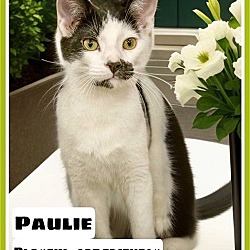 Photo of Paulie (FCID# 06/08/2023 - 61)