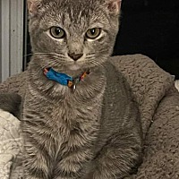 adopt a pet