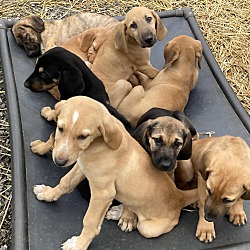 Thumbnail photo of Lab Hound Pups! Boys #2