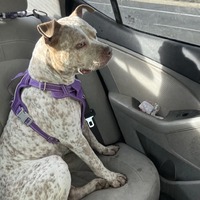 adopt-pet