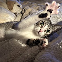 adopt a pet