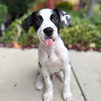adopt a pet