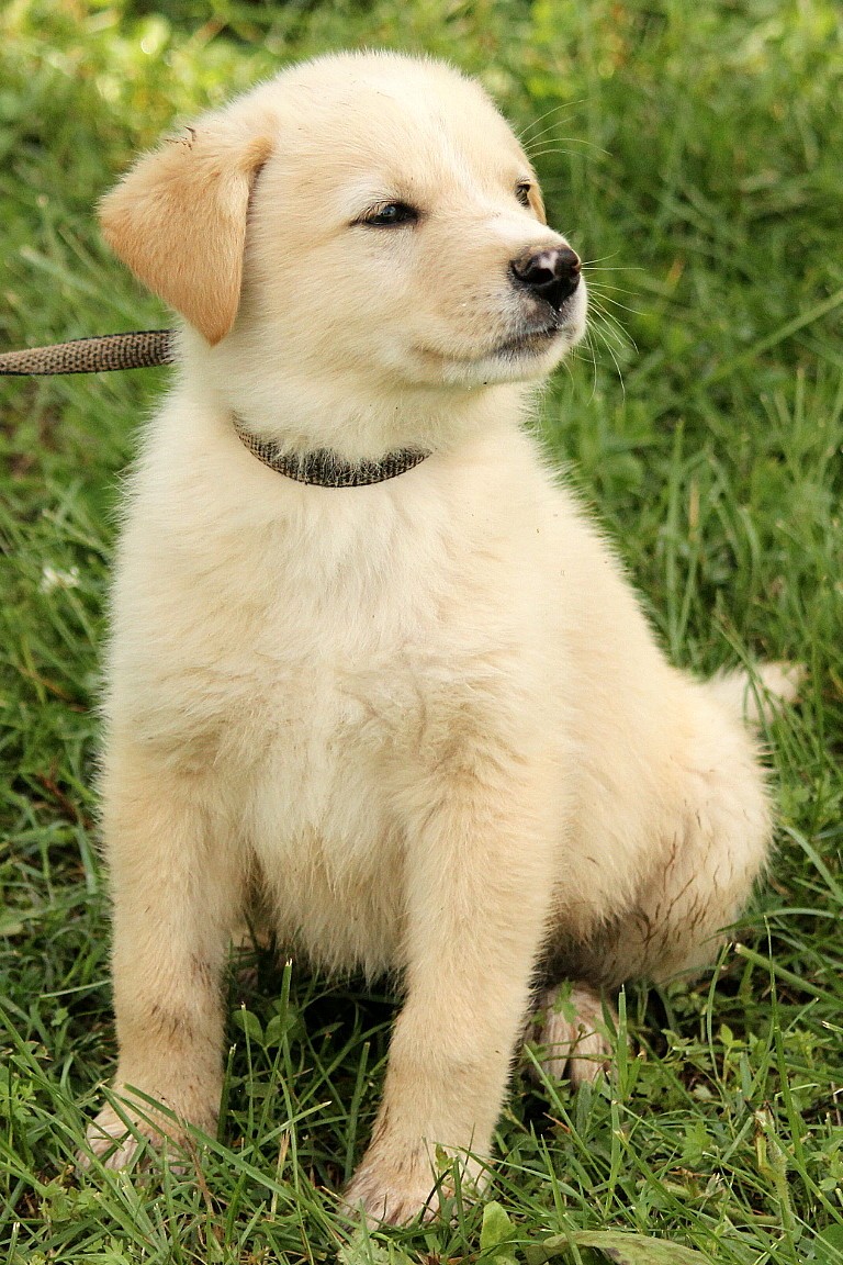 Golden Retriever Puppies For Sale In Syracuse Ny / 5 Best