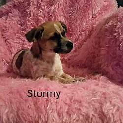 Thumbnail photo of Stormy #1