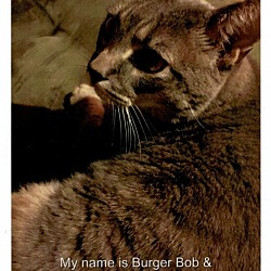 Thumbnail photo of Burger Bob #3