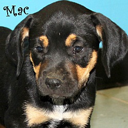 Thumbnail photo of Mac~adopted! #2
