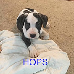 Thumbnail photo of Hops #1