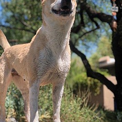 Shiba Inu Puppies For Sale In Arizona Adoptapetcom