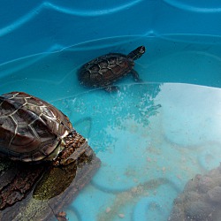 Thumbnail photo of Reeve's Turtle:o) #2