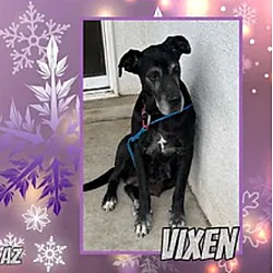 Photo of Vixen