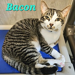 Thumbnail photo of Bacon #4