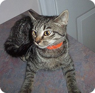 Columbia Sc Maine Coon Meet Snuggles A Pet For Adoption