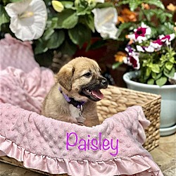 Photo of Paisley *Arriving 5/17*