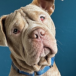 Photo of Pup Briggs