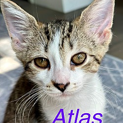 Thumbnail photo of Atlas & Maple #2