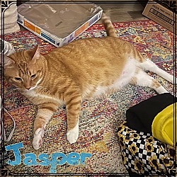 Thumbnail photo of Jasper #1