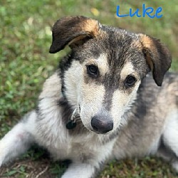 Thumbnail photo of Luke #1