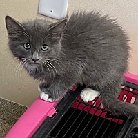 adopt a pet