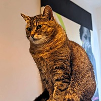 adopt-pet