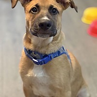adopt a pet