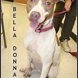 Thumbnail photo of Bella Donna #1