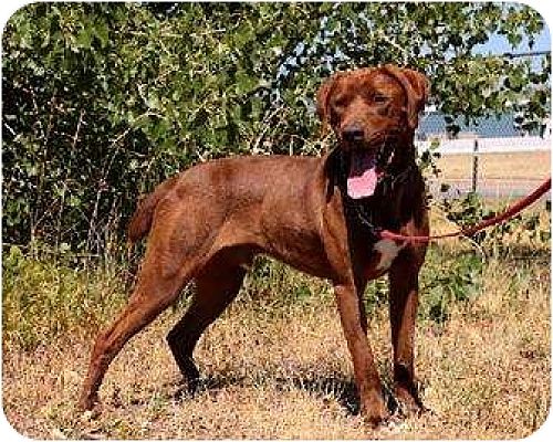 Casper, WY - Labrador Retriever/Chesapeake Bay Retriever. Meet Coco a