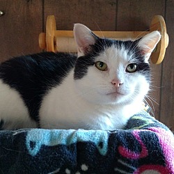 Thumbnail photo of Pawley ~ Lap Cat/Playful #1