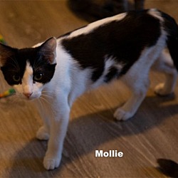 Photo of Mollie (HM)