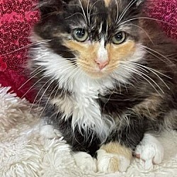 Photo of Sheeba