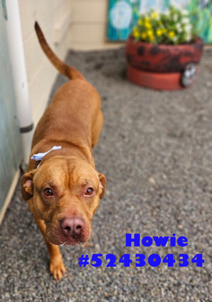Photo of Howie
