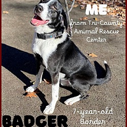 Thumbnail photo of Badger #1