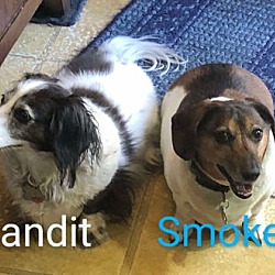 Thumbnail photo of Bandit6 (bonded with Smokey4) #3