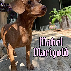 Thumbnail photo of Mabel Marigold #2