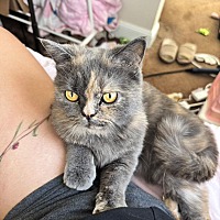 adopt a pet