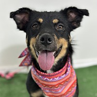 adopt a pet
