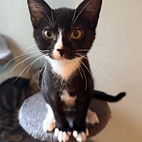 adopt-pet