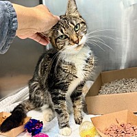 adopt a pet
