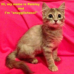 Thumbnail photo of Paisley (CourtesyListing) #3