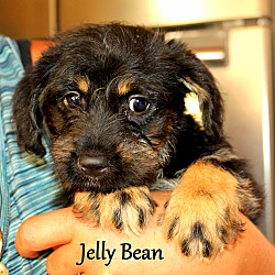 Thumbnail photo of Jelly Bean ~ meet me! #3