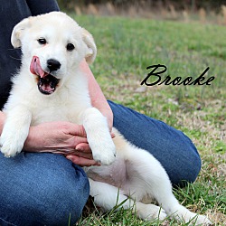 Thumbnail photo of Brooke~adopted! #2