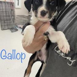 Photo of Gallop PAWS 5-9-22