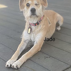 Photo of Jade